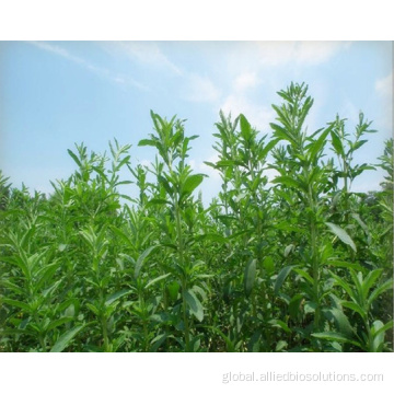 Natural Sweetener Natural Sweetner Stevia Extract Factory